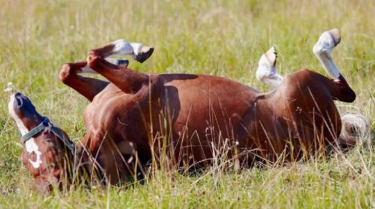 Cólica equina: conheça os tipos mais comuns e diagnóstico